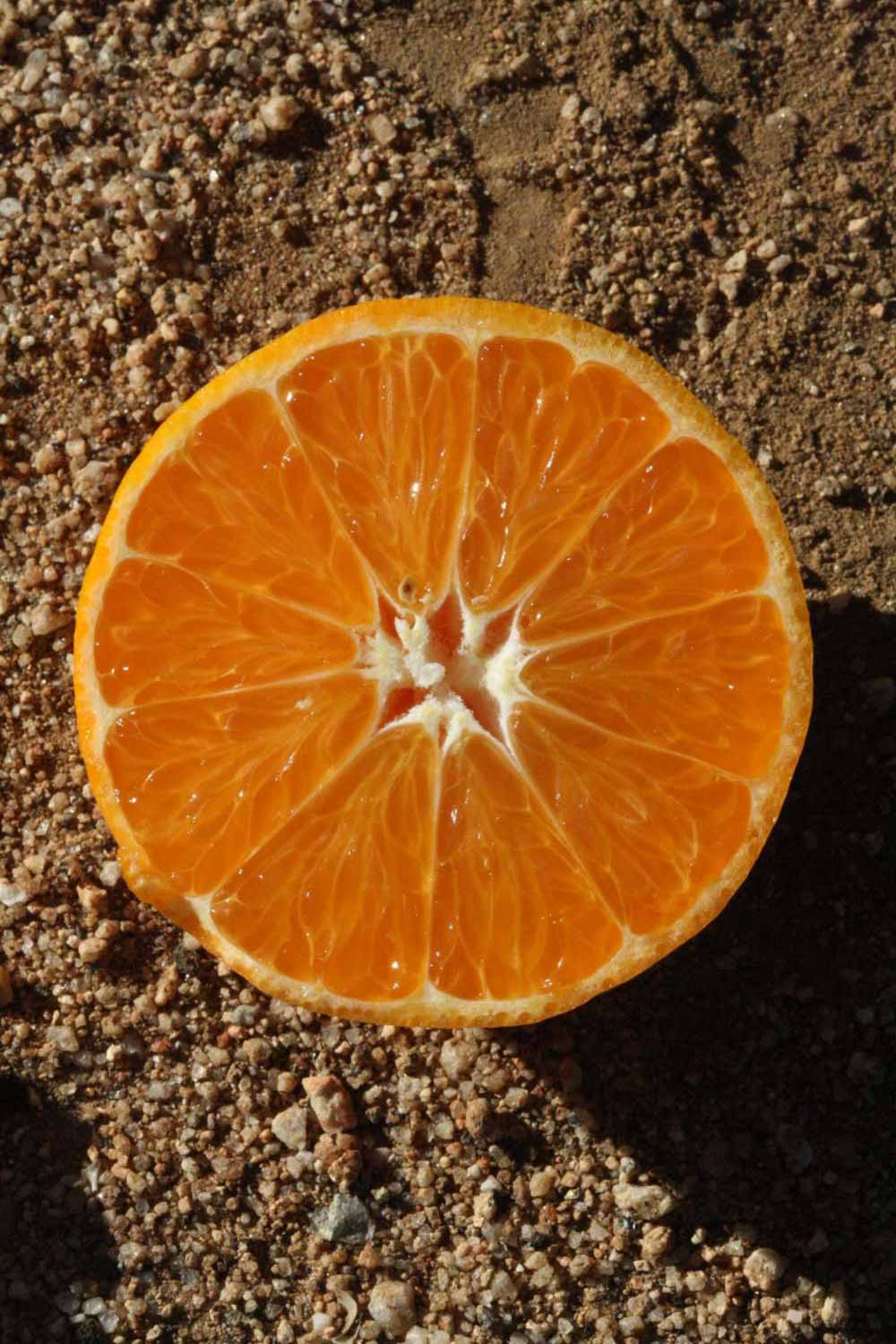            Fruit cross-section (Riverside, CA)   